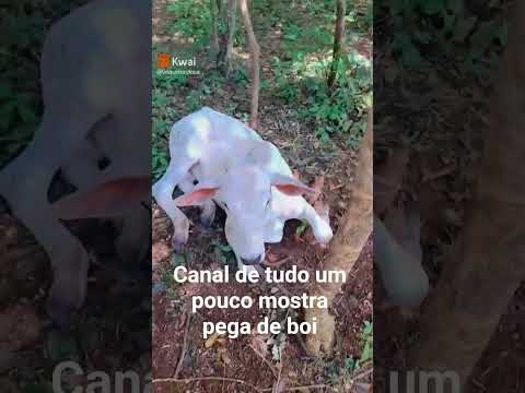 vaca e  pega por vaqueiro do Piauí na lagoa do sapo