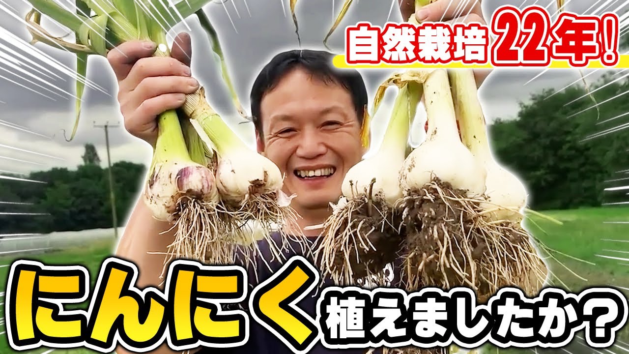 連作10年で大玉に!自然栽培ニンニクの知恵