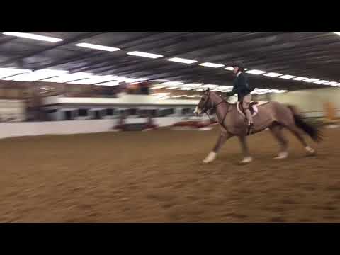 The Flying Ace, 2017 Medium Green Pony Hunter