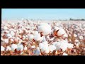 History Of Cotton