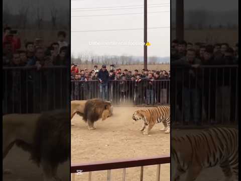 Lion vs Tiger Fight Caught on Camera 😱 Real Footage