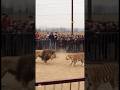 Lion vs Tiger Fight Caught on Camera 😱 Real Footage