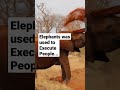 WEIRD HISTORY FACTS!(ELEPHANTS USED AS EXECUTERS!) #weird #history#shorts #facts