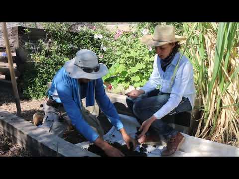 Harvesting Worm Castings from the Youth Garden Worm Bin