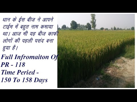 Full Infromation Of PR - 118 | Paddy Seed PR 118 | #PR118