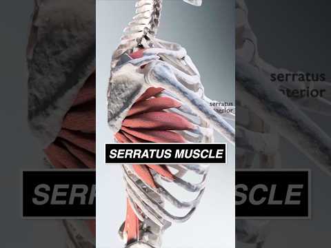 This is what your SERRATUS looks like moving the scapula! #3d  #anatomy #muscle #medical