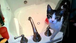Cat gets wet