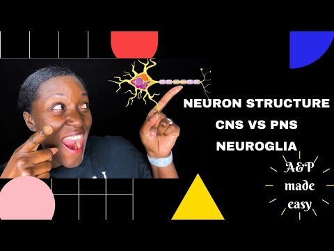 Nervous System: Part 1! Learn with me!