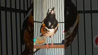 Download lagu Anis Macan Gacor Ngerol mp3