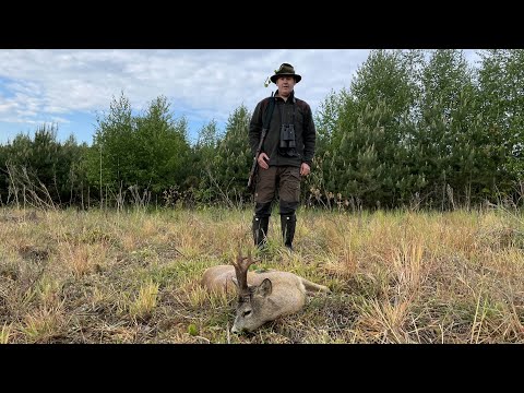 Der kapitale Bock auf der Brachfläche