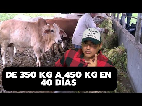 , title : 'DIETA PARA ENGORDAR TOROS DE 350 KG A 450 KG I Rancho el Esfuerzo'
