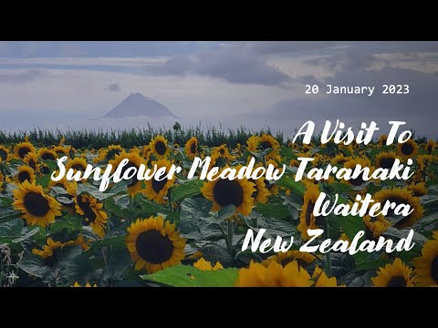 A Visit To Sunflower Meadow Taranaki, Waitera, New Zealand