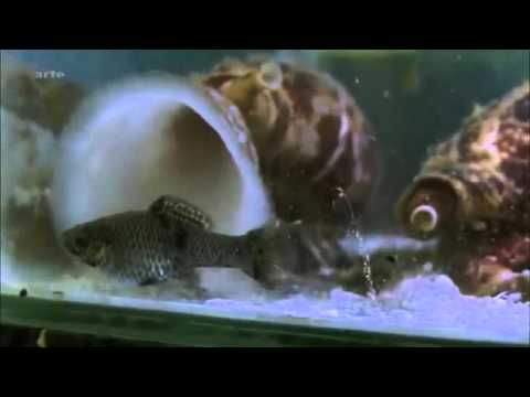 Gift oder Medizin - Toxine als Heilmittel Doku