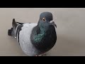 Pigeon Sound Effect (Ultra High Quality)