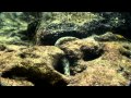 Wild Shorts The Hungry Eel