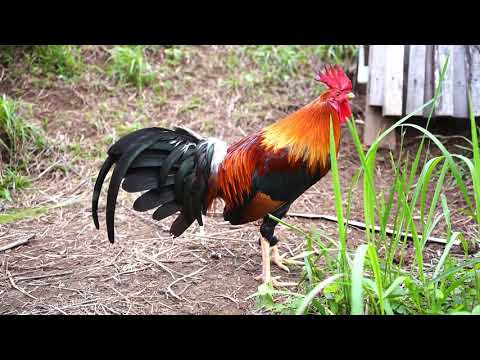 George Foster Kelso #chicken #sabong #gamefowl