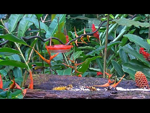 An Orange-billed Sparrow Makes A Quick Visit To The Panama Fruit Feeder – Sept. 8, 2020