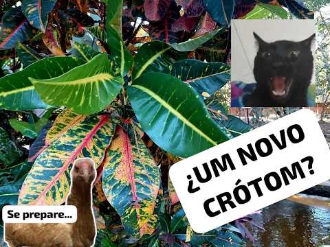 CROTONS - Encontrei um crótom único em um pedacinho de paraíso na entrada do Jalapão!