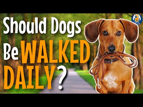 Dog Walking: Why To Start, How Often, And Where #178 #podcast