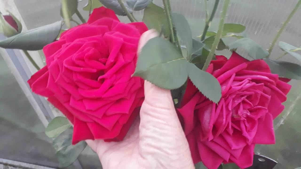 #rose #розa #ДамдеКёр /  Эффектная красная роза Дам де Кёр(лат. rosa Dame de Coeur). Цветение розы