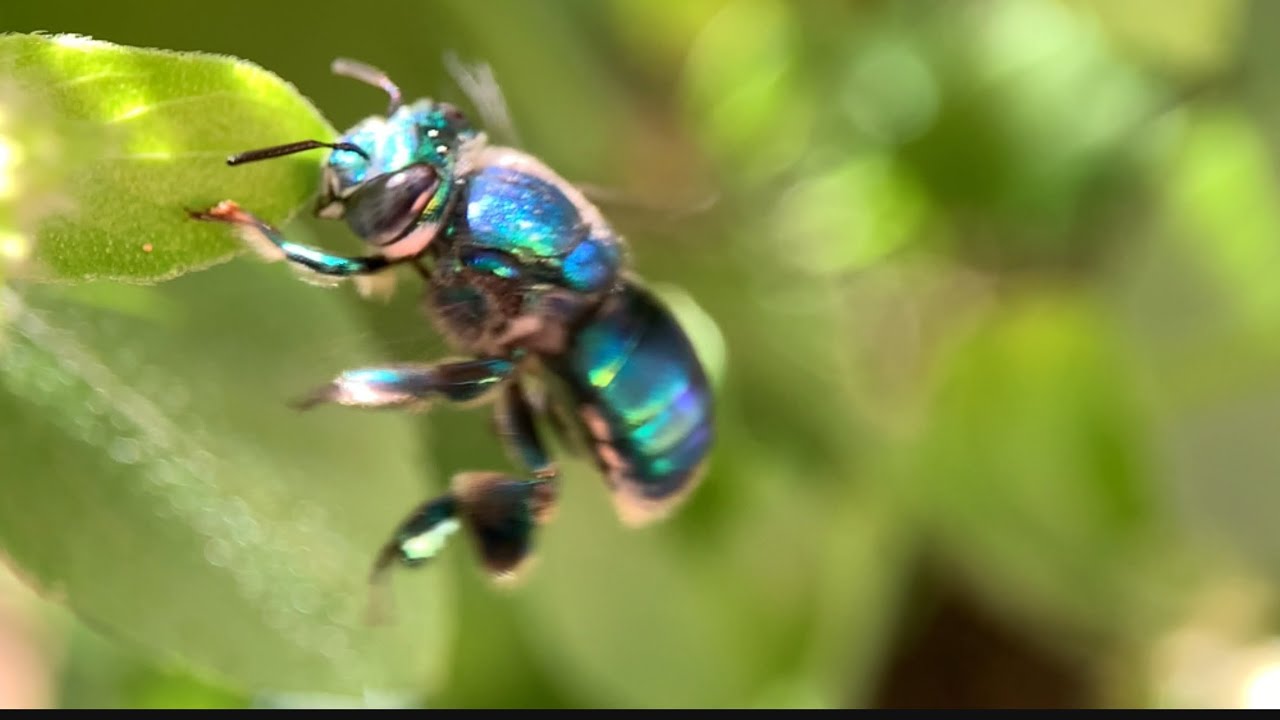 Você conhece as abelhas nativas?