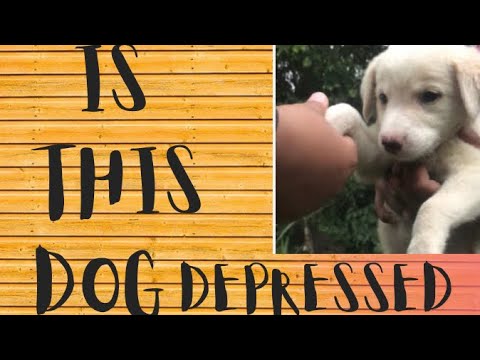 Why Shafqat Mehmood make this dog sad | Home Diary 📔