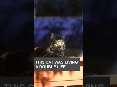 This cat was living a double life