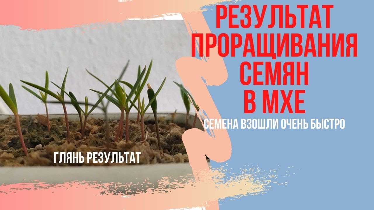 Проращивание семян бонсай в мхе сфагнуме! Результат проращивания семян бонсай! Bonsai Seeds.