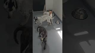 Video preview image #1 Red Heeler-Unknown Mix Puppy For Sale in The Woodlands, TX, USA