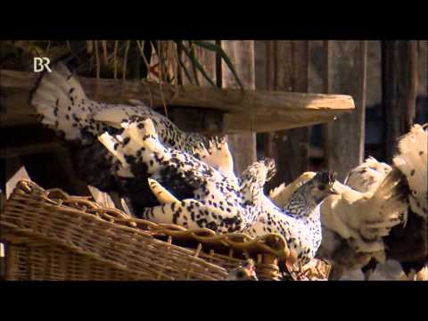 Von Sulmtalern und Spitzhauben - Alte Hühnerrassen in den Alpen (3 von 3)