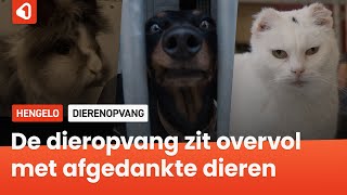 De dierenopvang zit overvol met afgedankte dieren