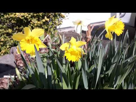 @NARCISA FLOWERS 2022