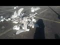 Feeding Seagulls McDonalds Fries