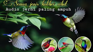 Download lagu SUARA PIKAT KOLIBRI RIBUT MENJERIT terbaru 2022 PALING AMPUH #ONTROGSPOT || ONTROG SPOT mp3
