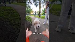 We met an amazing Great Pyrenees puppy walking in Miami! #pyrenees #dog