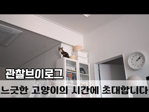 모카랑 호피 둘이서 뭐하고 놀까