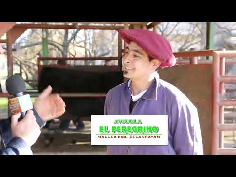 JOSÉ LUNA. DON BENJAMÍN. CABAÑA EN SALDUNGARAY 🐂
