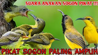 Download lagu SUARA PIKAT SOGON BETINA VS ANAKAN UNTUK MEMIKAT SOGON SUSAH TURUN || Sogon liar Pasti ngumpul mp3