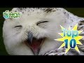 Top 10: Even Funnier Animal Jokes