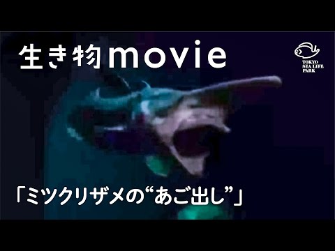ミツクリザメの「あご出し」／生き物movie（葛西臨海水族園）
