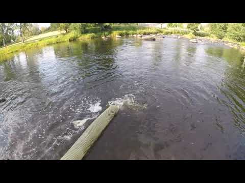 Merikarvianjoki 2019 | Holmankoski 9.8.2019 | Kirjolohen istutus