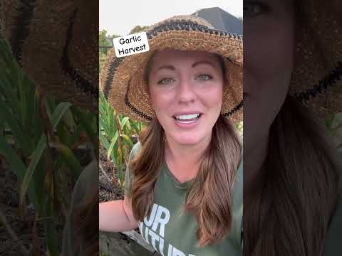 Garlic Harvest #vegetablegarden #harvest #garlic