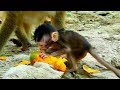 Adorable Baby Quinton Learn Eat Mango Quinton Beg Mango Mom Queen