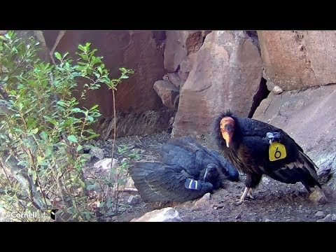 Devil's Gate Condor Cam ~ Dad # 206 Feeds Condor Chick & Preens 9.23.17
