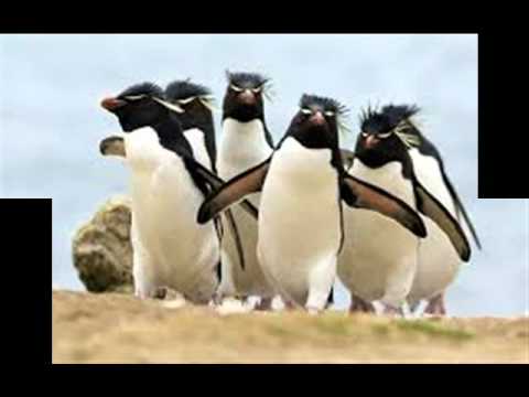 Penguin Dance Remix DJ Amir Cohen