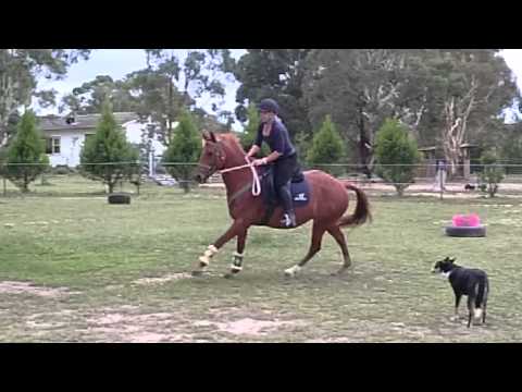 Tally waler mare