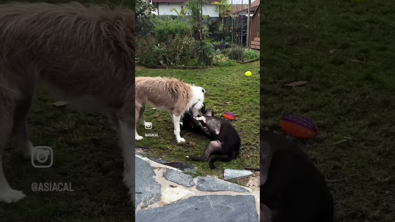 Enlarge Chance, a Adoptable mixed breed in San Diego, CA video 6/6