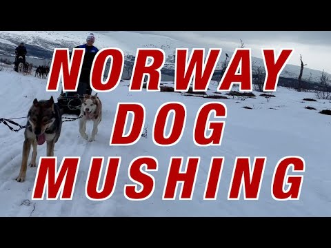 Dog Sledding/Mushing in Tromsø Norway