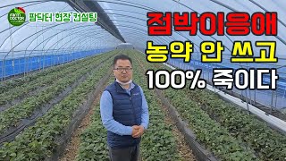 하우스 딸기, 점박이응애 농약 안 쓰고 100% 잡는법