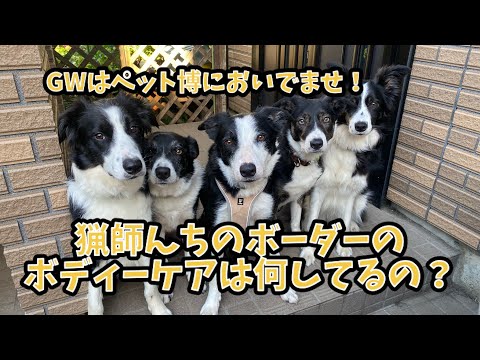 ボーダーコリーのケア